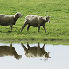 Sheep farming Bredasdorp Sheep farming Bredasdorp